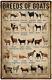 Breeds Of Goat Animal Farming Knowledge Metal Sign Vintage Farm Goat Tin Sign Po